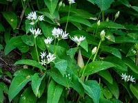 Ansammlung frischer Blüten und Knospen